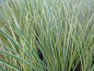 Preview: weißgestreifter Kalmus - Acorus calamus Variegatus